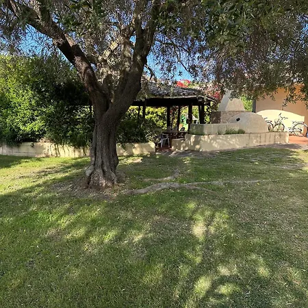 Degli Olivi *